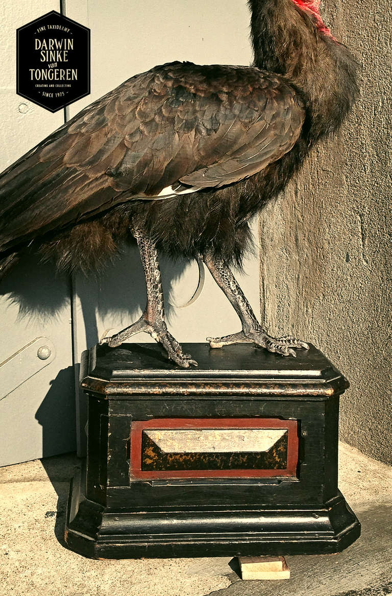 Dutch Fine Taxidermy Southern Ground Hornbill by Sinke & van Tongeren