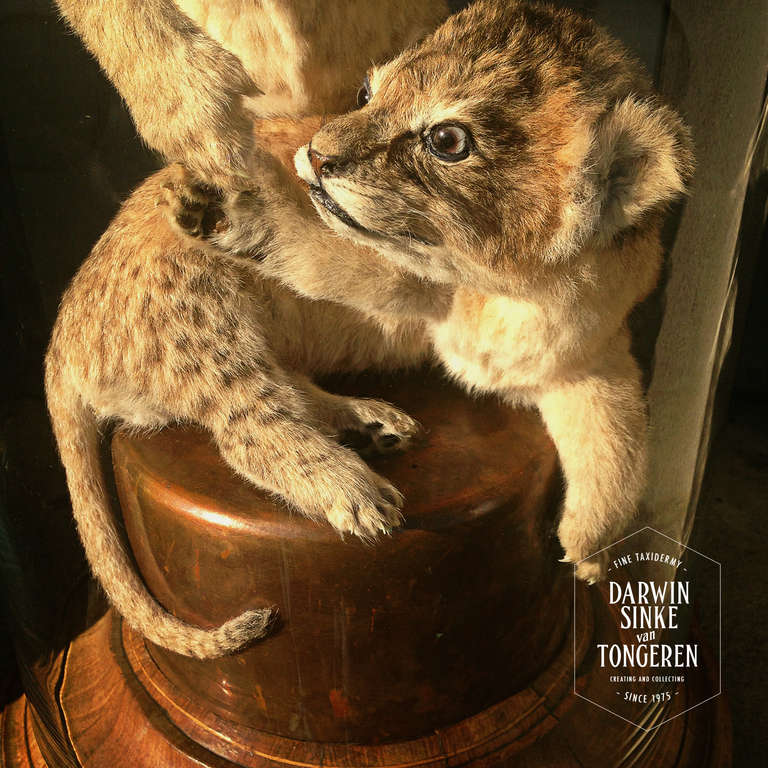 lion taxidermy fail