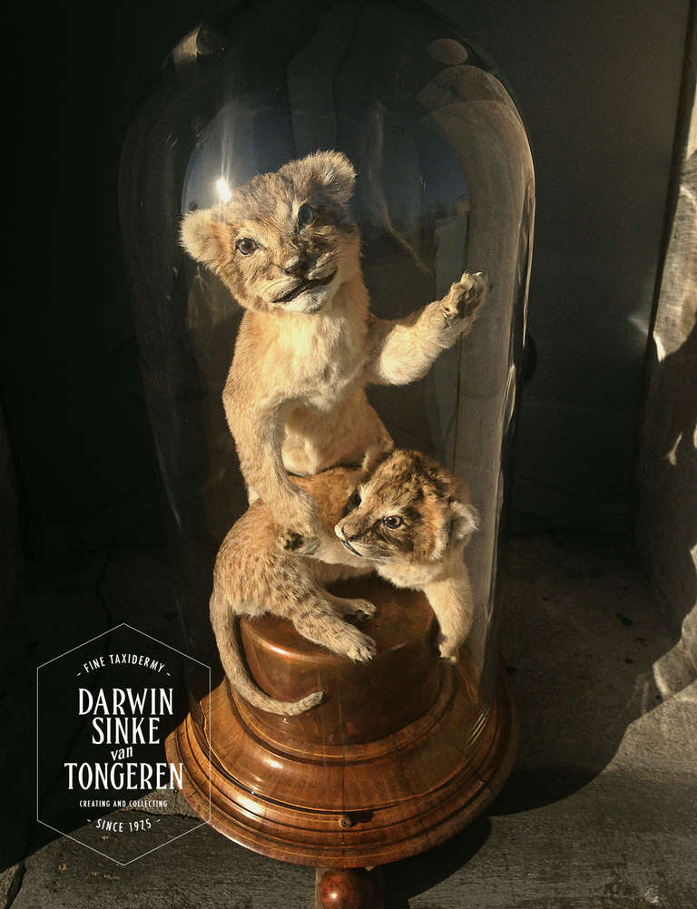 taxidermy lion fail