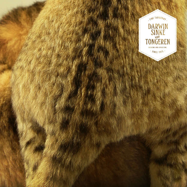 Baroque Fine Taxidermy Lion Cubs by Sinke & van Tongeren