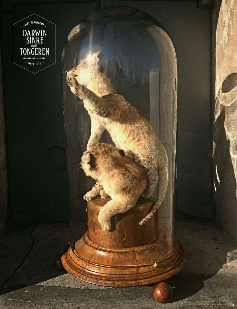 Dutch Fine Taxidermy Lion Cubs by Sinke & van Tongeren
