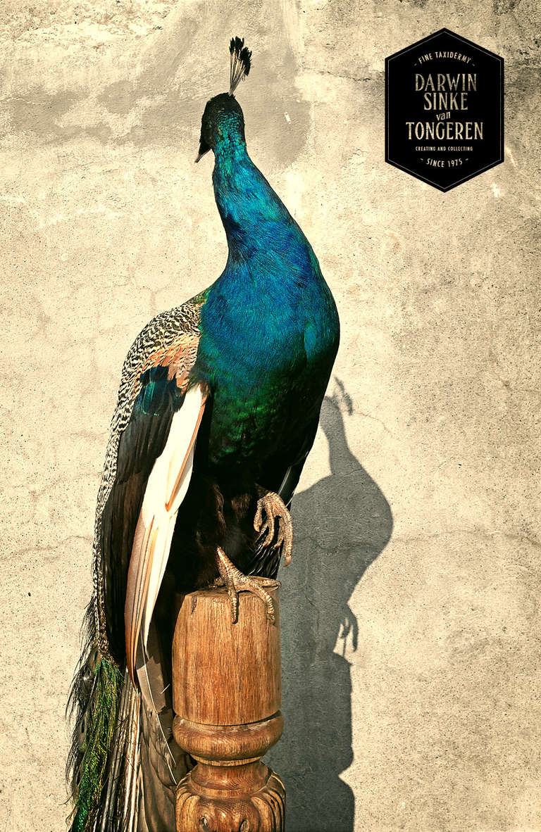 Fine Taxidermy Blue Peafowl by Sinke & van Tongeren 4