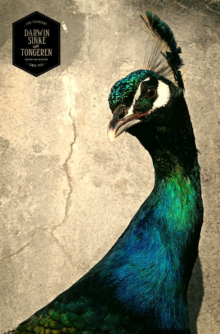 Fine Taxidermy Blue Peafowl by Sinke & van Tongeren 3