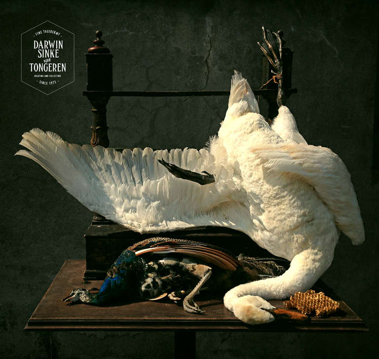 Mixed media. A beautiful still life of a Mute Swan (Cygnus olor) and a wild Peafowl (Pavo cristatus). This composition is inspired by the famous work of 17th century Dutch painter Jan Weenix.

This object can also be bought covered with a