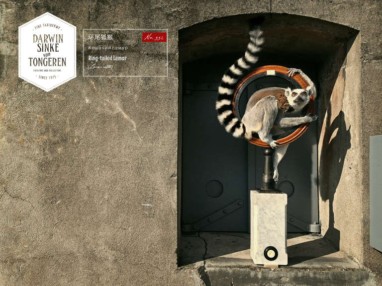 Mixed media.  An exotic Lemur catta with selected antiques. Ring-tailed Lemur is part of the 'La vie dans l'Eden' Collection of Darwin, Sinke & van Tongeren.

Not available for US.

Note: None of our animals have been taken from the wild and all