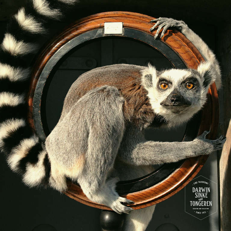 Fine Taxidermy Ring-tailed Lemur by Sinke & van Tongeren In Excellent Condition In Haarlem, NL