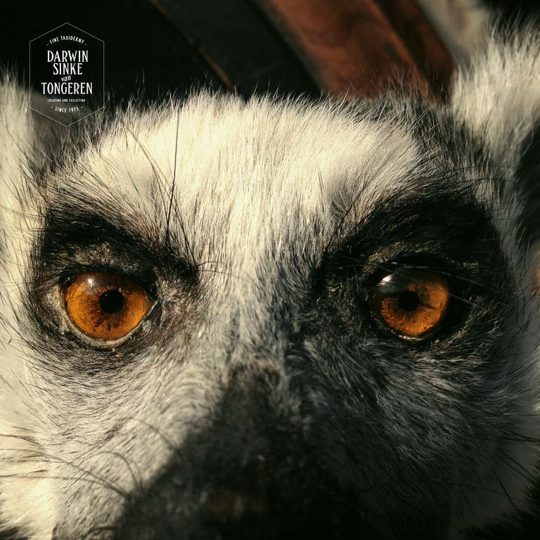 Fine Taxidermy Ring-tailed Lemur by Sinke & van Tongeren 1