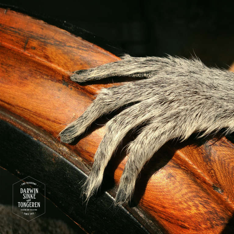 Steel Fine Taxidermy Ring-tailed Lemur by Sinke & van Tongeren