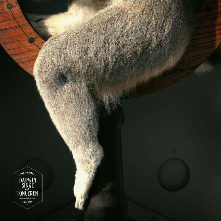 Baroque Fine Taxidermy Ring-tailed Lemur by Sinke & van Tongeren