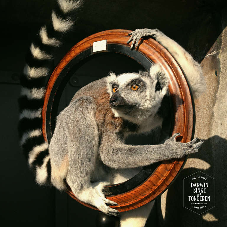 taxidermy lemur