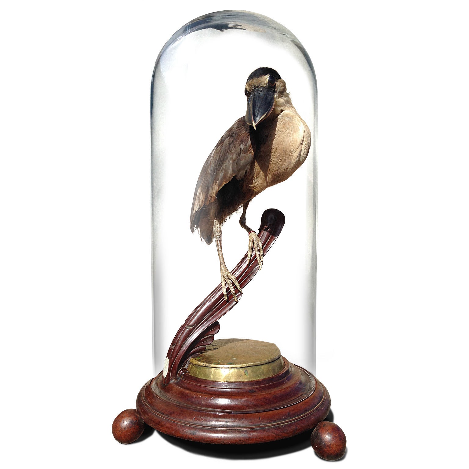 Fine Taxidermy Boat-Billed Heron by Sinke 
van Tongeren