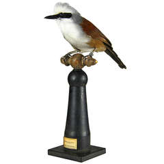 Fine Taxidermy White-crested Laughingthrush by Sinke & van Tongeren