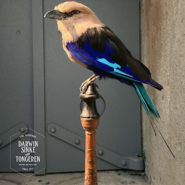 Beautiful colored Coracias cyanogaster on distinctive antique wooden ornament.
Blue-bellied Roller is part of the 'La vie dans l'Eden' Collection of Darwin, Sinke & van Tongeren.

Note: None of our animals have been taken from the wild and all