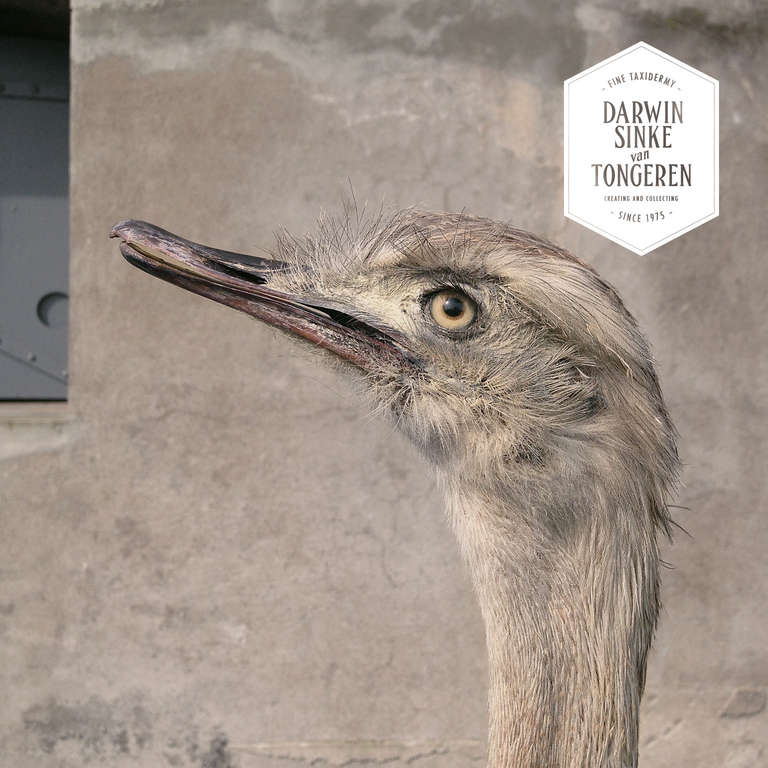 Fine Taxidermy Display Cabinet by Sinke & van Tongeren 3