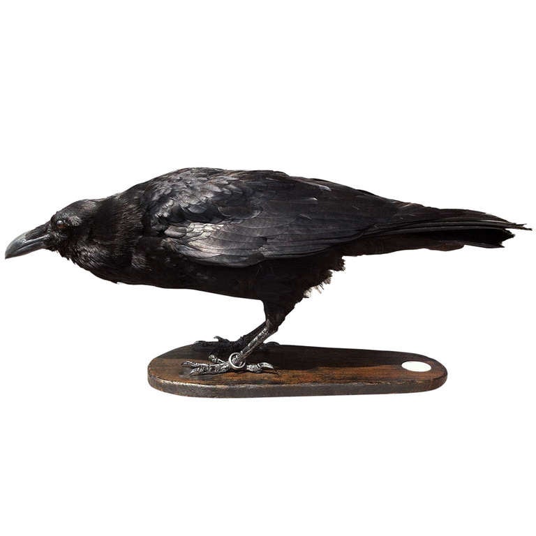 Fine Taxidermy Raven by Sinke & van Tongeren