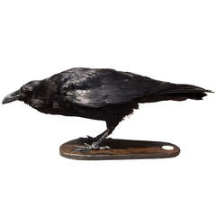 Corbeau en taxidermie fine par Sinke & van Tongeren