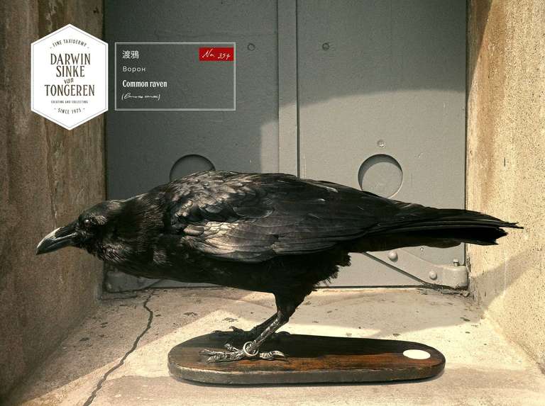 Mixed media. Large Corvus corax on an antique wood basement. This Raven is part of the 'La vie dans l'Eden' Collection of Darwin, Sinke & van Tongeren.

Note: None of our animals have been taken from the wild and all animals have died of natural