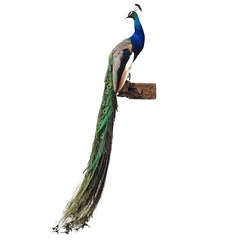 Wall Mounted Fine Taxidermy Blue Peafowl by Sinke & van Tongeren