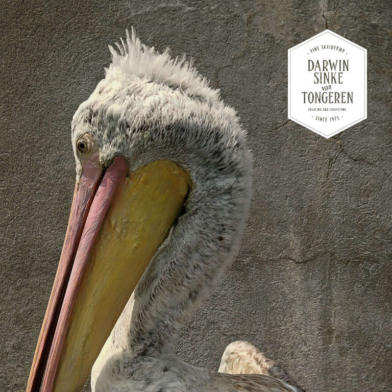 taxidermy pelican
