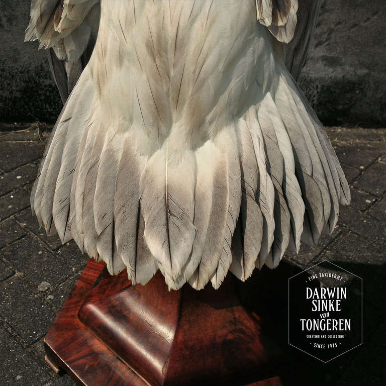 Contemporary Fine Taxidermy American White Pelican by Sinke & van Tongeren
