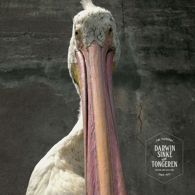 Wood Fine Taxidermy American White Pelican by Sinke & van Tongeren