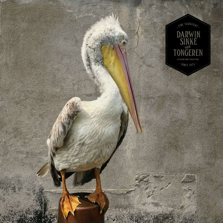 pelican taxidermy