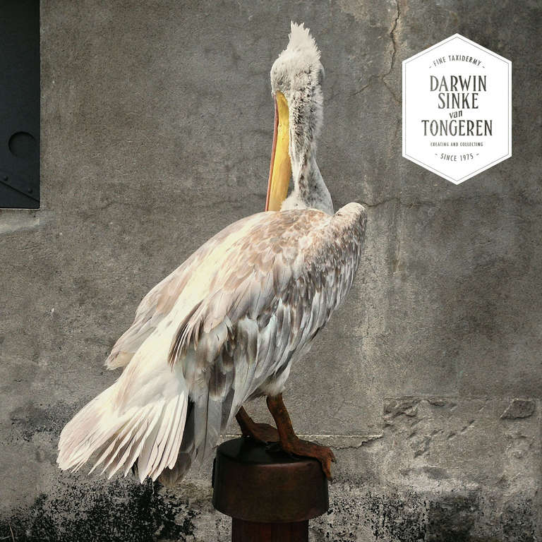 Dutch Fine Taxidermy American White Pelican by Sinke & van Tongeren