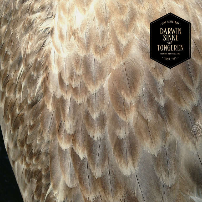 Fine Taxidermy American White Pelican by Sinke & van Tongeren 1