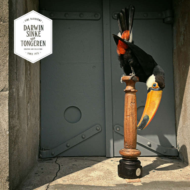 Fine Taxidermy Toco Toucan by Sinke & van Tongeren