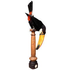 Fine Taxidermy Toco Toucan by Sinke & van Tongeren