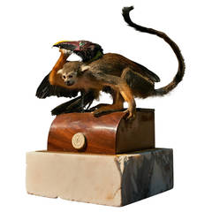 Fine Taxidermy Squirrel Monkey and Green Aracari by Sinke & Van Tongeren 12