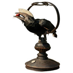 Fine Taxidermy Silvery-cheeked Hornbill by Sinke & van Tongeren