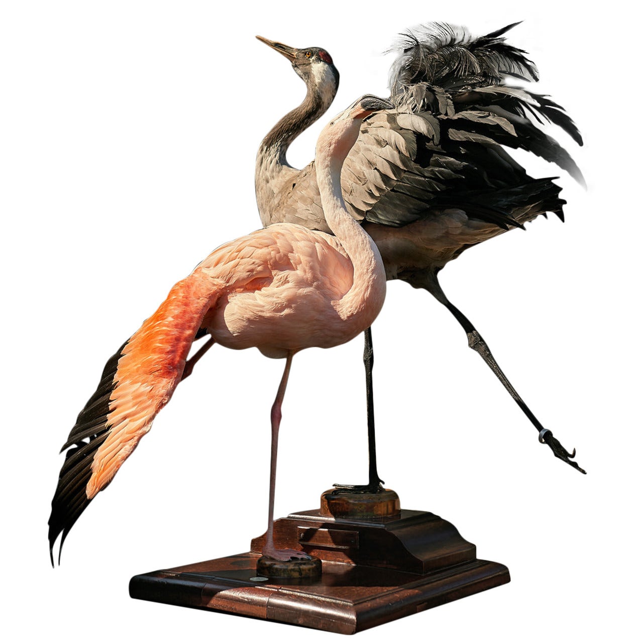 Taxidermy Chilean Flamingo and Crane by Sinke & van Tongeren