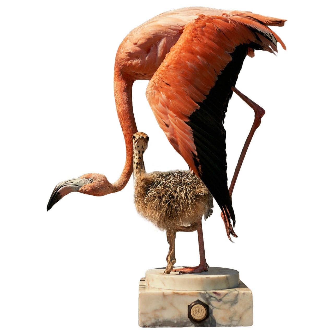 Fine Taxidermy Flamingo & Ostrich by Sinke & van Tongeren