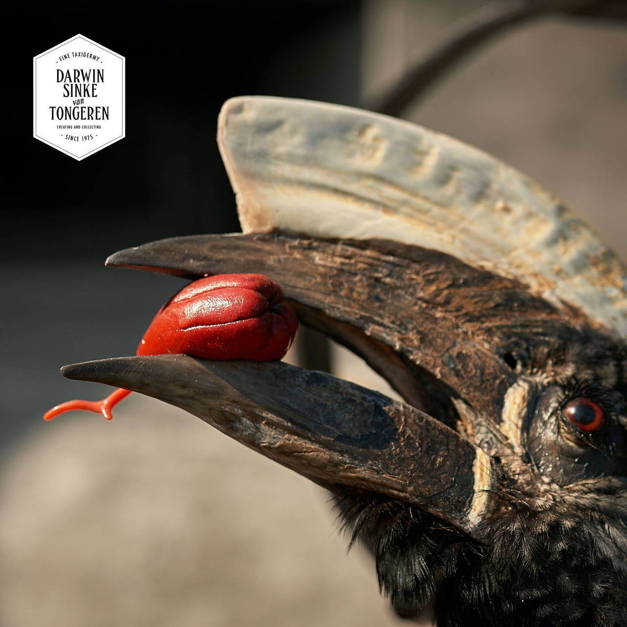 Dutch Fine Taxidermy Silvery-cheeked Hornbill by Sinke & van Tongeren