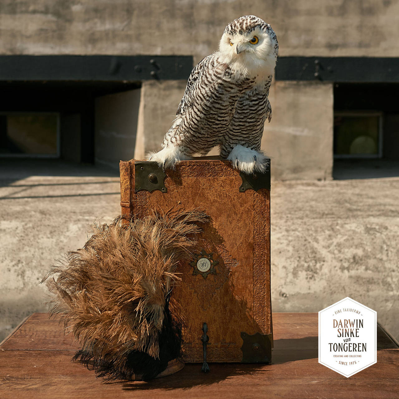 snowy owl taxidermy