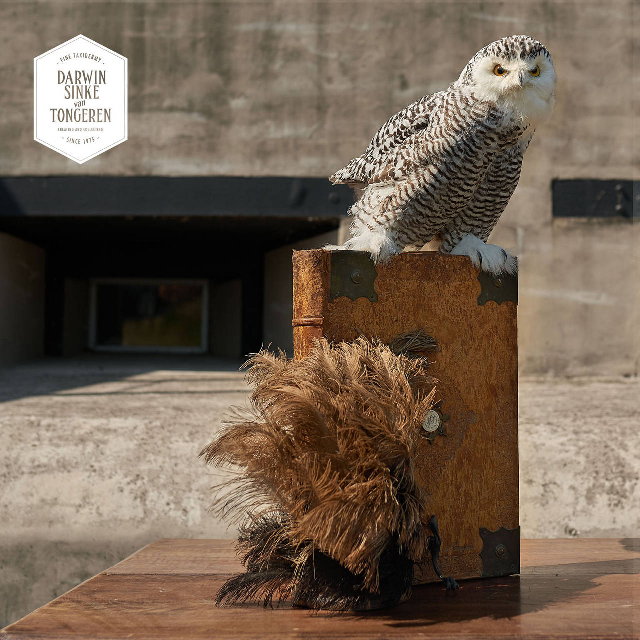 Victorian Fine Taxidermy Snowy Owl by Sinke & van Tongeren