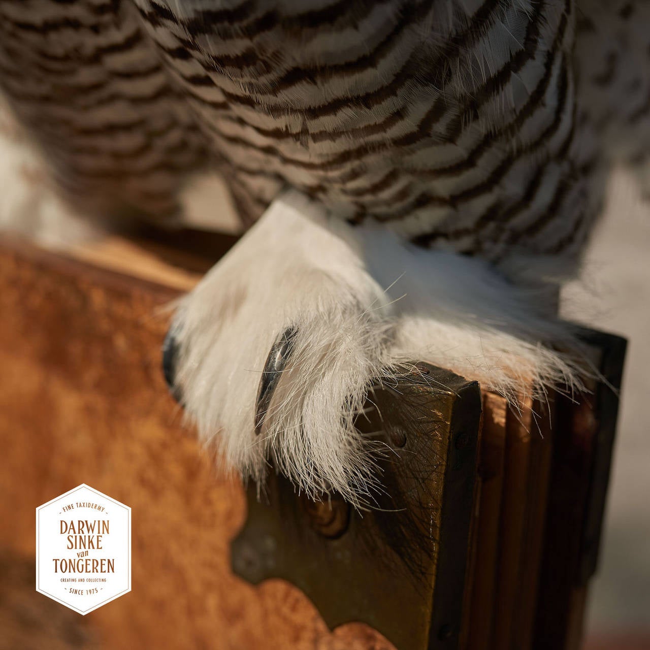 Dutch Fine Taxidermy Snowy Owl by Sinke & van Tongeren