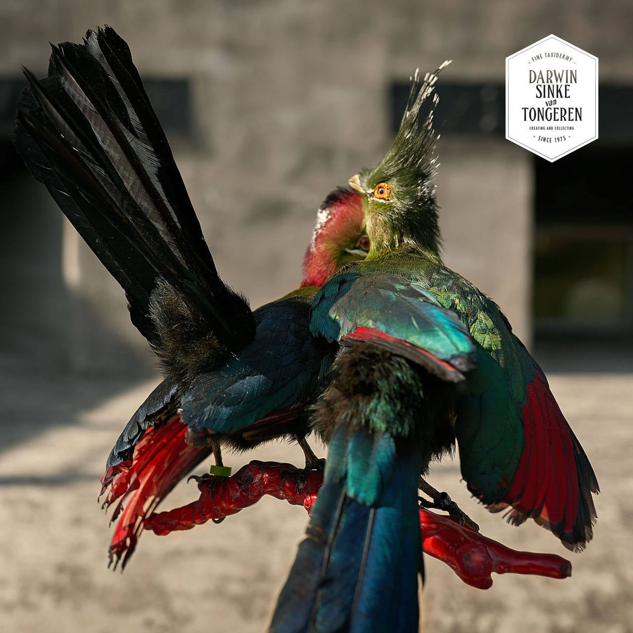 Contemporary Fine Taxidermy Turacos by Sinke & van Tongeren