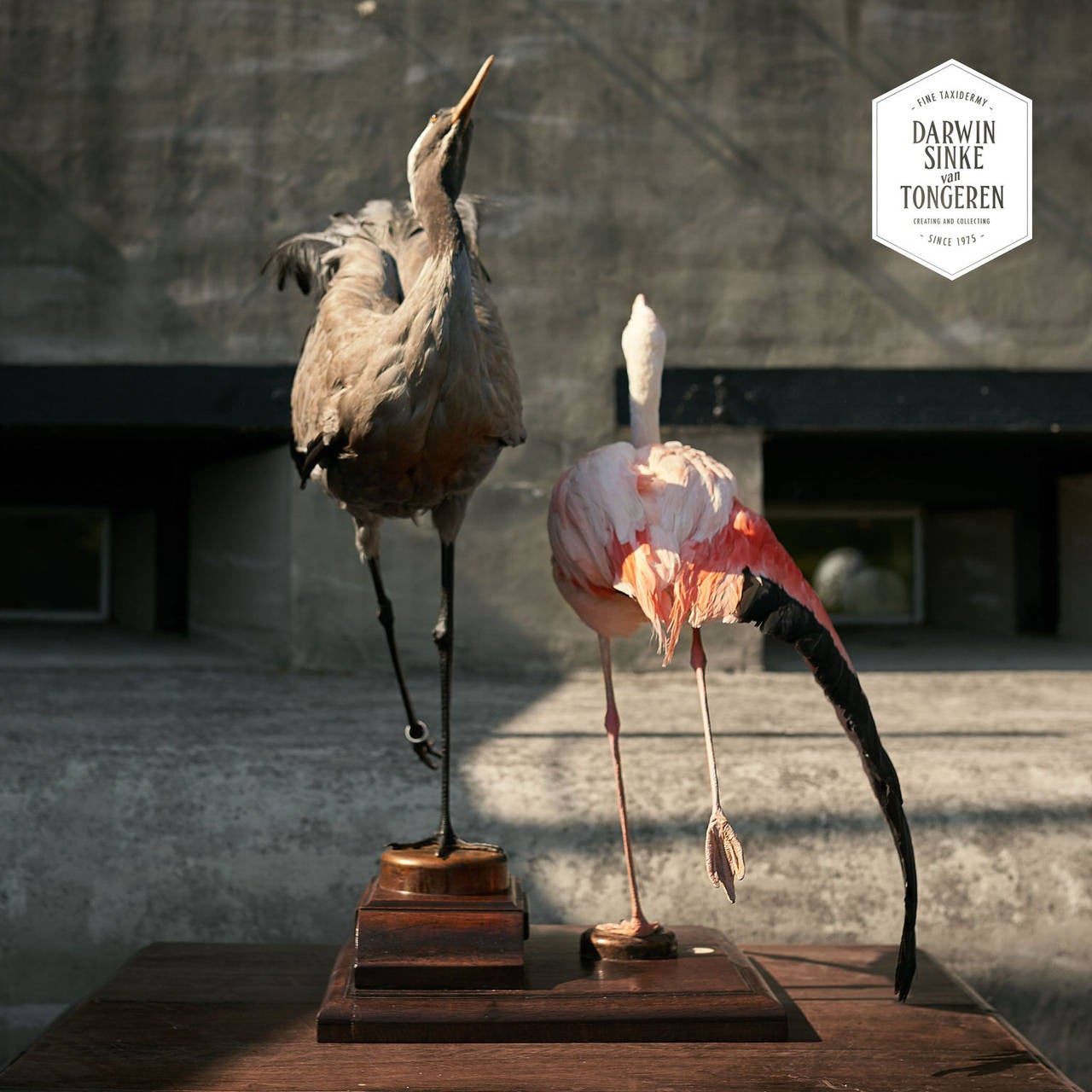 Taxidermy Chilean Flamingo and Crane by Sinke & van Tongeren In Excellent Condition In Haarlem, NL