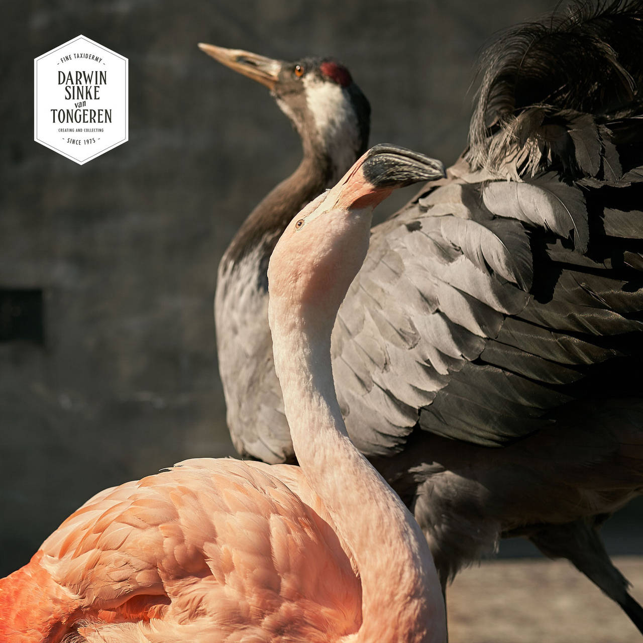 Contemporary Taxidermy Chilean Flamingo and Crane by Sinke & van Tongeren