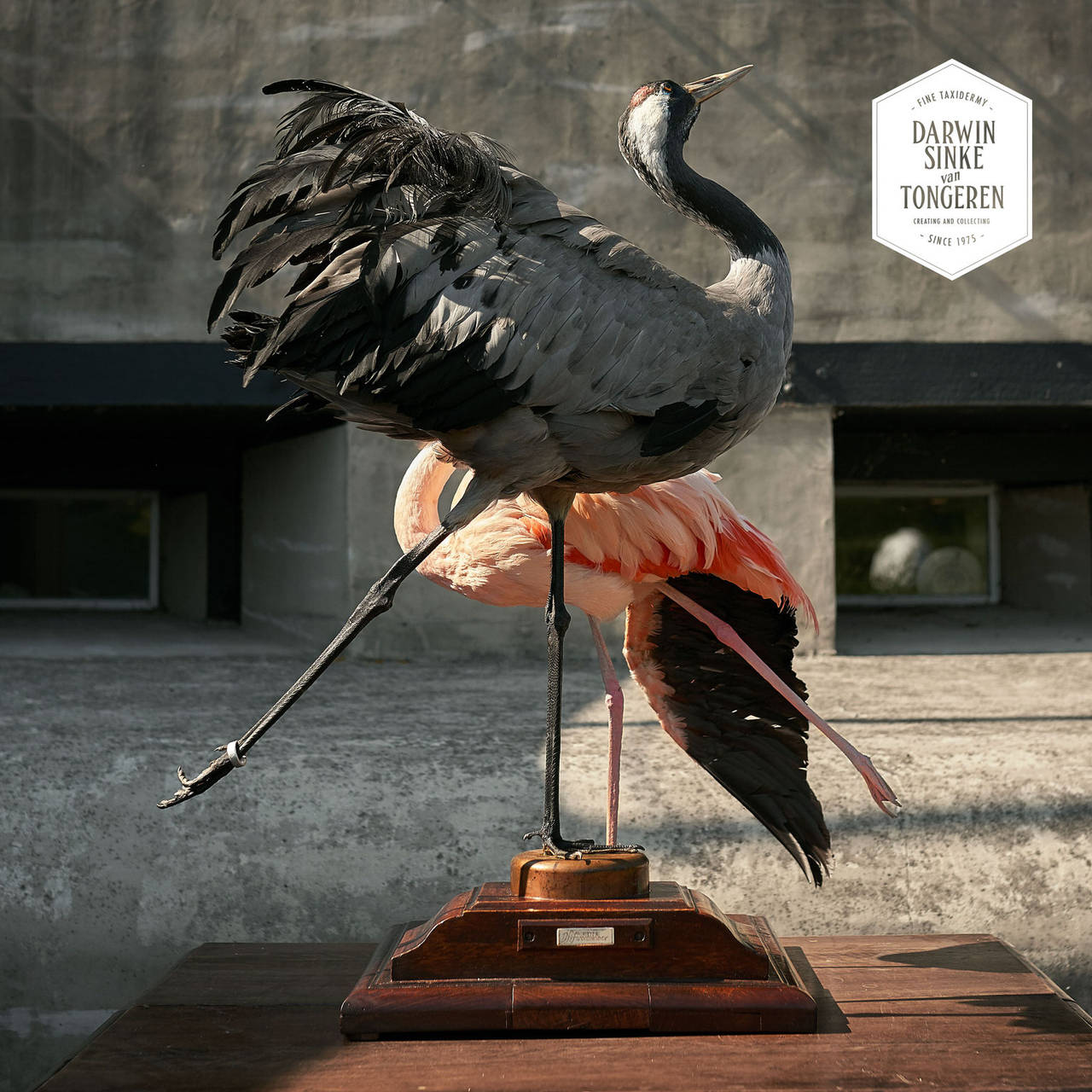 Dutch Taxidermy Chilean Flamingo and Crane by Sinke & van Tongeren
