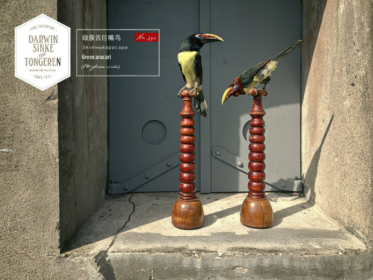 Set of Fine Taxidermy Green Aracaris by Sinke & van Tongeren