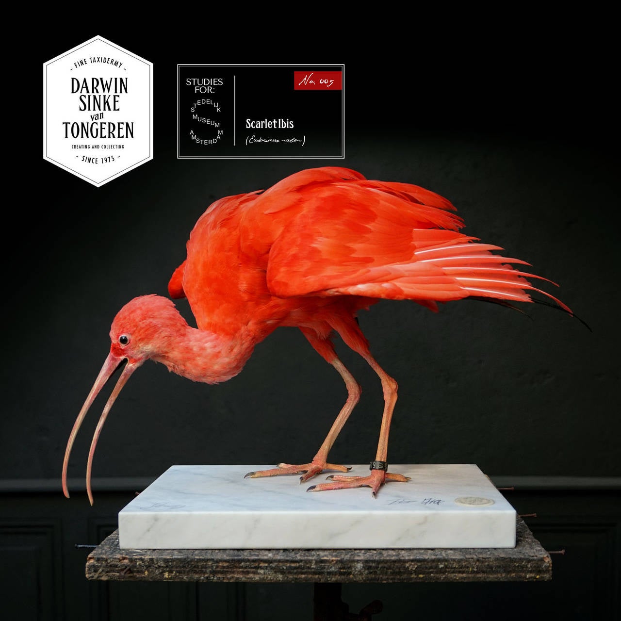 This fine Taxidermy bright red Scarlet Ibis on a marble base is one of five works that are currently on loan for display at the Stedelijk Museum, Amsterdam. Therefor note that these works will be available for delivery starting febr.