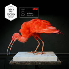 Taxidermy Study 'Scarlet Ibis' by Sinke & Van Tongeren