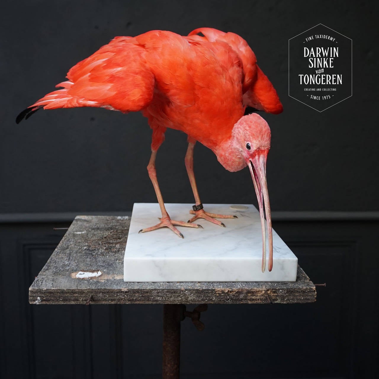 Dutch Taxidermy Study 'Scarlet Ibis' by Sinke & Van Tongeren