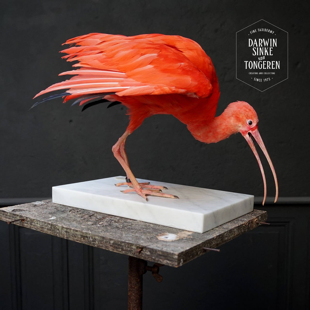 Taxidermy Study 'Scarlet Ibis' by Sinke & Van Tongeren In Excellent Condition In Haarlem, NL