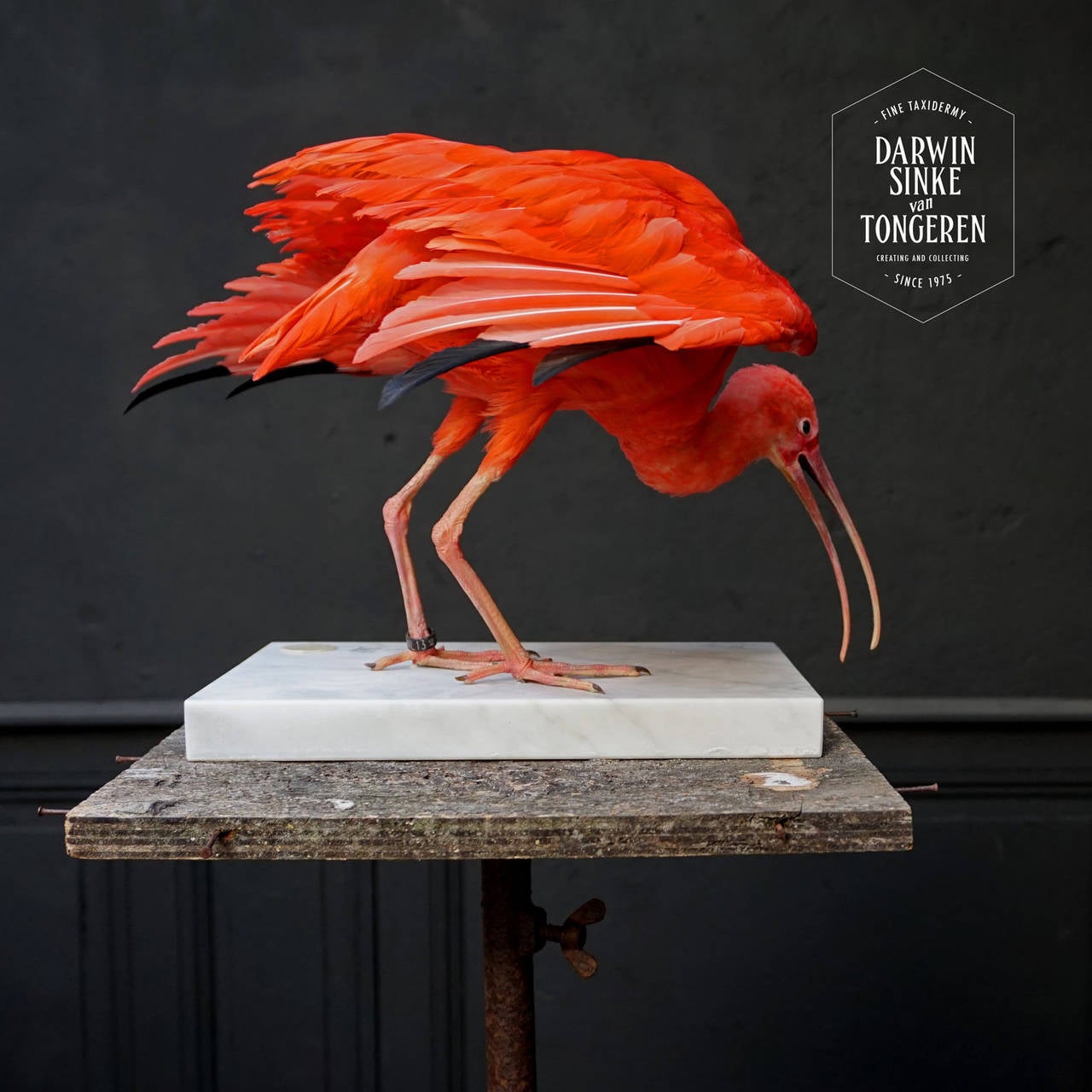 Contemporary Taxidermy Study 'Scarlet Ibis' by Sinke & Van Tongeren