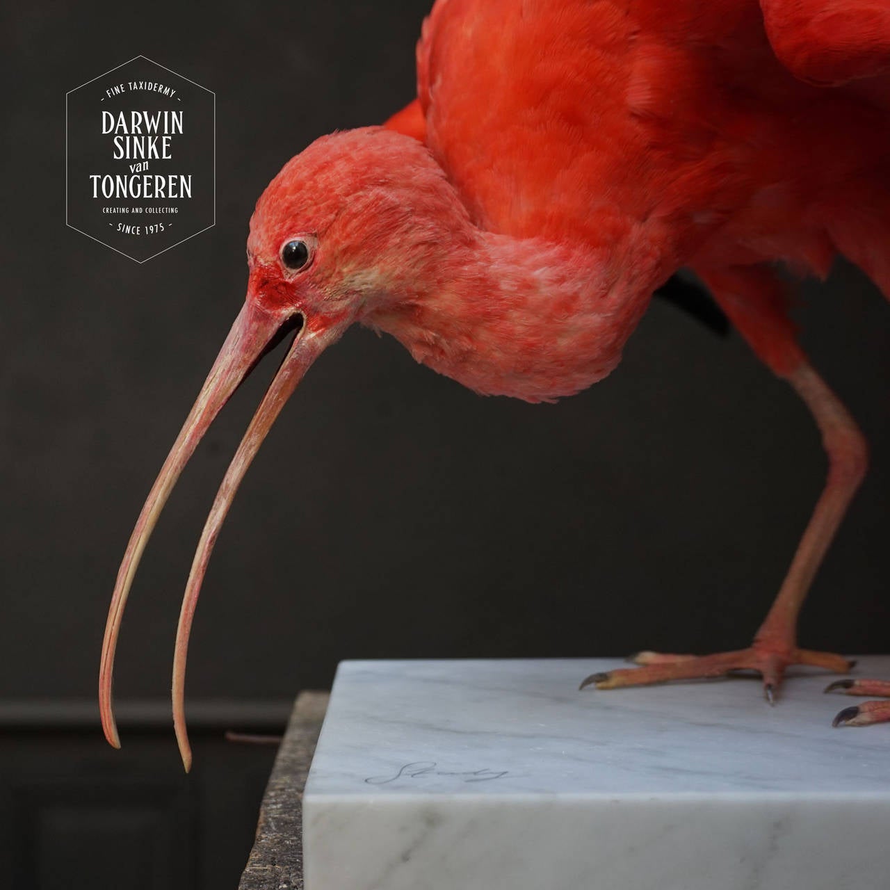 Taxidermy Study 'Scarlet Ibis' by Sinke & Van Tongeren 1