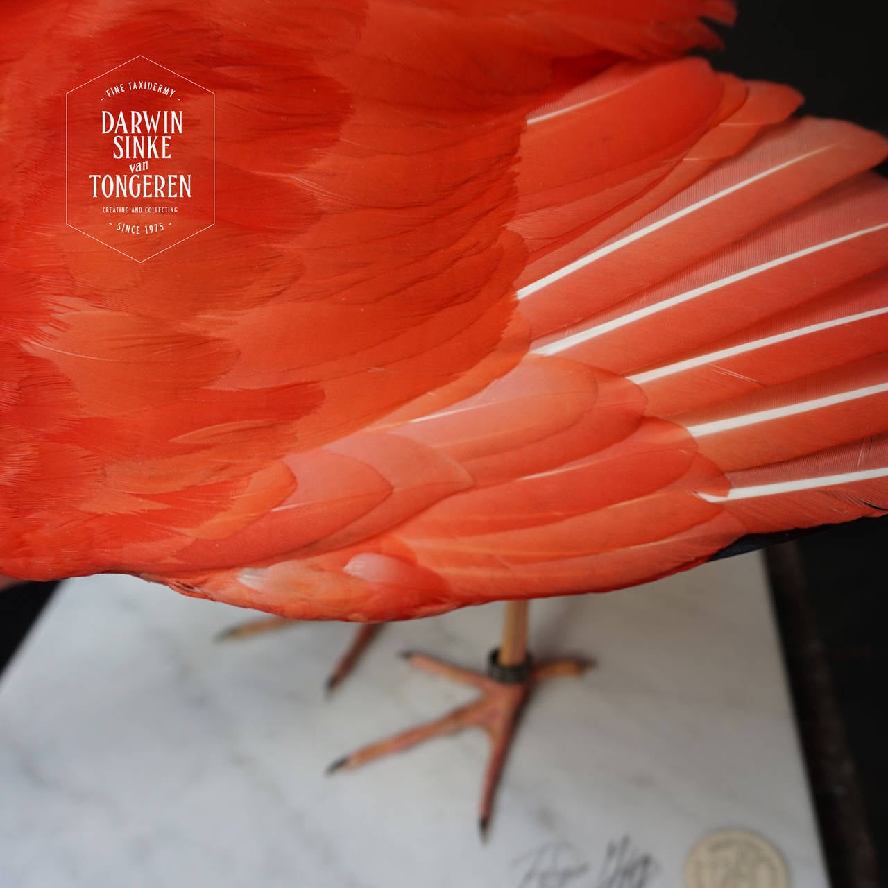 Taxidermy Study 'Scarlet Ibis' by Sinke & Van Tongeren 2